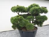Pinus Mugo Gnom kalninė pušis - Bonsai - nuotraukos Nr. 3