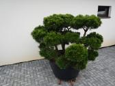 Pinus Mugo Gnom kalninė pušis - Bonsai - nuotraukos Nr. 4