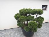 Pinus Mugo Gnom kalninė pušis - Bonsai - nuotraukos Nr. 7