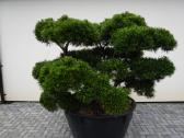 Pinus Mugo Gnom kalninė pušis - Bonsai - nuotraukos Nr. 6
