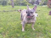 Prancuzu buldogai/prancuziukai/french bulldog - nuotraukos Nr. 14