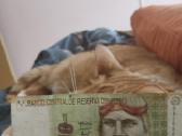 Peru banknotas - nuotraukos Nr. 2