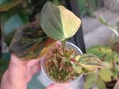 Philodendron Micans Aurea / Pink variegated
