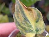 Philodendron Micans Aurea / Pink variegated - nuotraukos Nr. 3