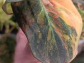 Philodendron Micans Aurea / Pink variegated - nuotraukos Nr. 4
