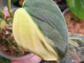 Philodendron Micans Aurea / Pink variegated - nuotraukos Nr. 2