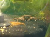 Parduodu Mekhong Semthelpusa krabus - nuotraukos Nr. 2