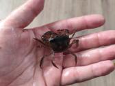 Parduodu Mekhong Semthelpusa krabus - nuotraukos Nr. 3
