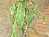 Kambarine gėlė- Dracaena.(120cm.aukštis) - nuotraukos Nr. 4
