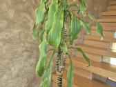 Kambarine gėlė- Dracaena.(120cm.aukštis) - nuotraukos Nr. 7
