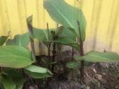 Canna musifolia - nuotraukos Nr. 4