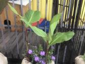Canna musifolia - nuotraukos Nr. 5