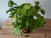Kambarinė gėlė Syngonium - nuotraukos Nr. 2