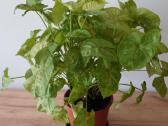 Kambarinė gėlė Syngonium - nuotraukos Nr. 3
