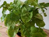 Kambarinė gėlė Syngonium - nuotraukos Nr. 4