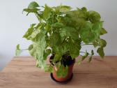Kambarinė gėlė Syngonium - nuotraukos Nr. 5
