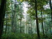 Miškotvarkos projektai - Miškų supirkimas
