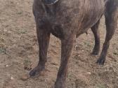 Kanaru dogai(presa Canario)sulaukėme vados - nuotraukos Nr. 10