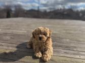 Maltipoo