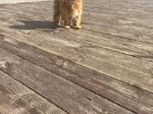 Maltipoo - nuotraukos Nr. 2