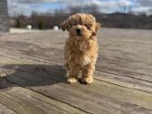Maltipoo - nuotraukos Nr. 3