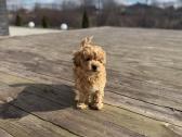 Maltipoo - nuotraukos Nr. 4
