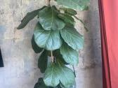 Fikusas Lyrata - nuotraukos Nr. 2