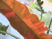 Philodendron Ring of Fire
