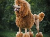 Didysis pudelis kergimui /Red Standard Poodle male
