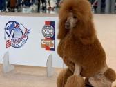 Didysis pudelis kergimui /Red Standard Poodle male - nuotraukos Nr. 3