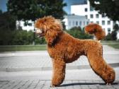 Didysis pudelis kergimui /Red Standard Poodle male - nuotraukos Nr. 4