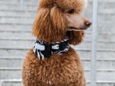 Didysis pudelis kergimui /Red Standard Poodle male - nuotraukos Nr. 5