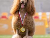 Didysis pudelis kergimui /Red Standard Poodle male - nuotraukos Nr. 6