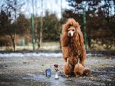 Didysis pudelis kergimui /Red Standard Poodle male - nuotraukos Nr. 7