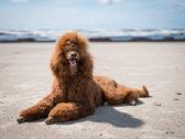 Didysis pudelis kergimui /Red Standard Poodle male - nuotraukos Nr. 8