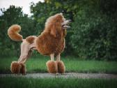 Didysis pudelis kergimui /Red Standard Poodle male - nuotraukos Nr. 9