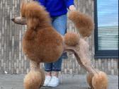 Didysis pudelis kergimui /Red Standard Poodle male - nuotraukos Nr. 10