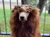 Didysis pudelis kergimui /Red Standard Poodle male - nuotraukos Nr. 11