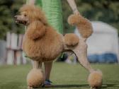 Didysis pudelis kergimui /Red Standard Poodle male - nuotraukos Nr. 12