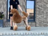 Didysis pudelis kergimui /Red Standard Poodle male - nuotraukos Nr. 13