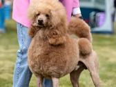 Didysis pudelis kergimui /Red Standard Poodle male - nuotraukos Nr. 15