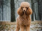 Didysis pudelis kergimui /Red Standard Poodle male - nuotraukos Nr. 16