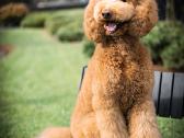 Didysis pudelis kergimui /Red Standard Poodle male - nuotraukos Nr. 14