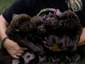 Labradoro Retriveriai Šokoladinės spalvos - nuotraukos Nr. 18