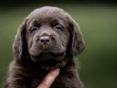 Labradoro Retriveriai Šokoladinės spalvos - nuotraukos Nr. 19