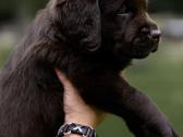 Labradoro Retriveriai Šokoladinės spalvos - nuotraukos Nr. 17