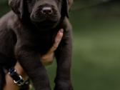 Labradoro Retriveriai Šokoladinės spalvos - nuotraukos Nr. 23