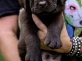 Labradoro Retriveriai Šokoladinės spalvos - nuotraukos Nr. 21