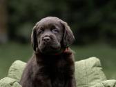 Labradoro Retriveriai Šokoladinės spalvos - nuotraukos Nr. 16