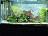 Akvariumas
